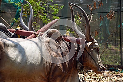 Stock photo of Indian breed bull with long horn statue or idol tied to the bull cart in the museum, It`s represent Indian Stock Photo