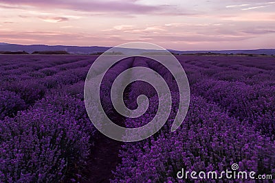 Stock Photo: Lavender fields. Beautiful image of lavender field. Summer sunset landscape, contrasting colors. Dark clouds Stock Photo