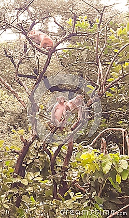 Stock photo of rhesus monkeys sitting on the branches of a tree Stock Photo