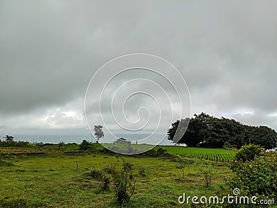 Stock photo of scenic landscape on top of the hill, land cover with green grass, plants with big banyan tree. Dark clouds on Stock Photo