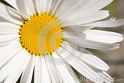 Stock Photo of a Shasta Daisy Stock Photo