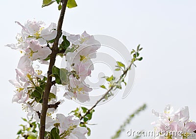 Stock photo spring flowers beautifully blossoming tree branch Stock Photo