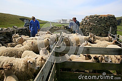 Men and sheep Editorial Stock Photo