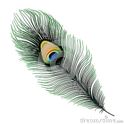Stock vector illustration Peacock feather isolated on white background. EPS 10 Vector Illustration