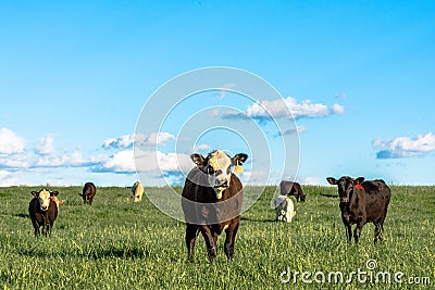Stocker heifers Stock Photo