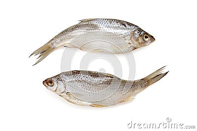 Stockfish isolated on white background Stock Photo