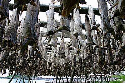 Stockfish in Lofoten Stock Photo