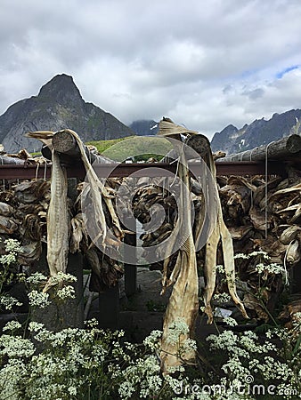 Stockfish, Lofoten Island, Norway Stock Photo