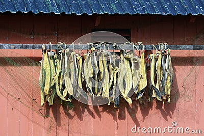 Stockfish production Stock Photo