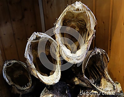 Drying cod fish in winter. Reine fishing village, Lofoten islands. Stock Photo