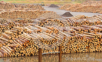 Stockpiled timber ready to be milled to lumber Stock Photo