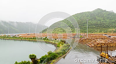 Stockpiled timber ready to be shipped Stock Photo