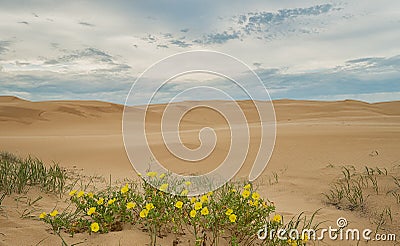 Stockton Sand Dunes with wild flowers. Stock Photo