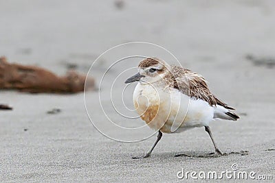 New Zealand Dotterel Stock Photo