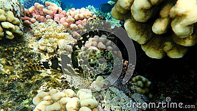 Stocky hawkfish or whitespotted hawkfish or large hawkfish, Cirrhitus pinnulatus, undersea, Red Sea, Egypt Stock Photo