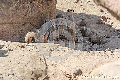 Stokstaartjes Meerkat family looks around Stock Photo