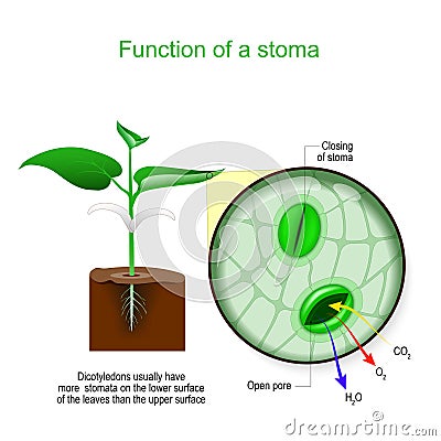 Stoma. Close-up of a pore in the epidermis of leaves Vector Illustration