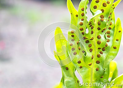 Stoma Stock Photo