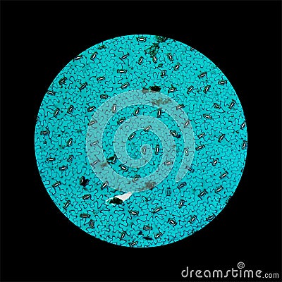 Stoma micrograph Stock Photo