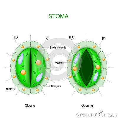 Stoma open and closed. Structure of stomatal complex Vector Illustration