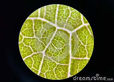 Stoma plants cells find with microscope 10x Stock Photo