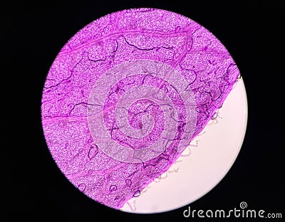 Stoma plants cells find with microscope 10x Stock Photo