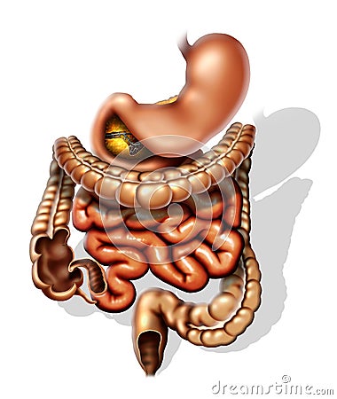 Stomach Stock Photo