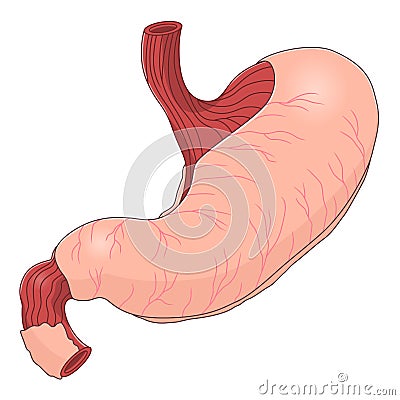 Stomach Vector Illustration