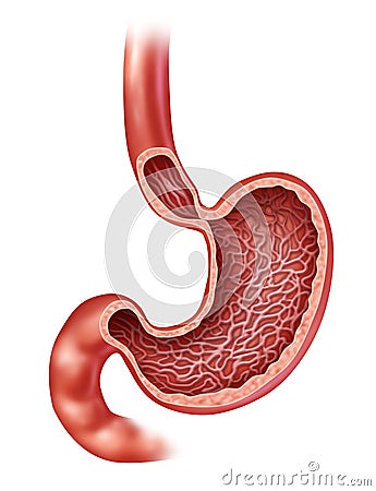 Stomach Anatomy Cartoon Illustration