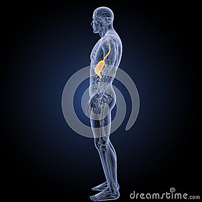 Stomach with anatomy lateral view Stock Photo