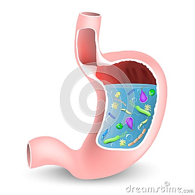 Stomach with bacteria and other microbes Vector Illustration