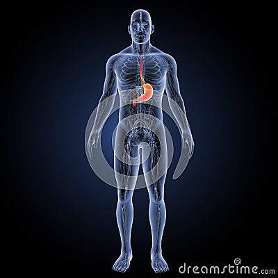 Stomach with circulatory system anterior view Stock Photo