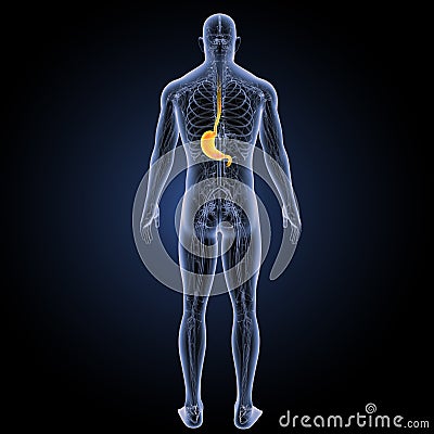 Stomach with circulatory system posterior view Stock Photo