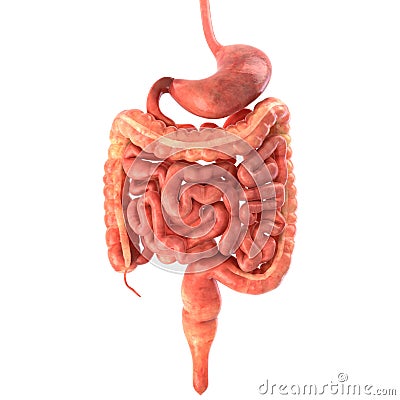 Stomach 3d render Cartoon Illustration