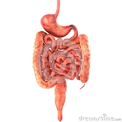 Stomach 3d render Cartoon Illustration