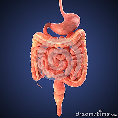 Stomach 3d render Cartoon Illustration