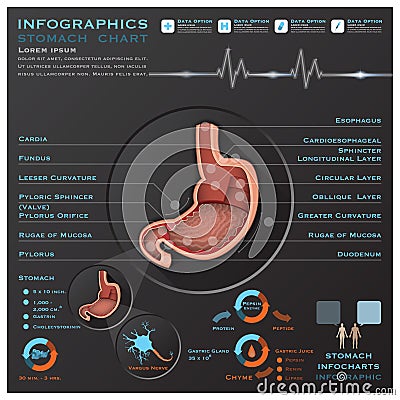 Stomach And Digestive Tract Anatomy System Medical Infographic I Vector Illustration