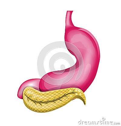 Stomach and gaster Vector Illustration