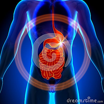 Stomach / Guts / Small Intestine - Male anatomy of human organs - x-ray view Stock Photo