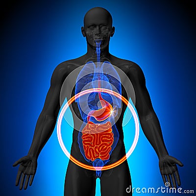 Stomach / Guts / Small Intestine - Male anatomy of human organs - x-ray view Stock Photo