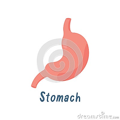 Stomach, Healthy Internal Organ, Human Anatomy Vector Illustration Stock Photo