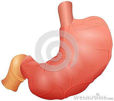 Stomach human digestive system isolated on white vector Vector Illustration