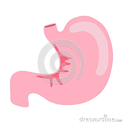 Stomach human internal organ anatomy Vector Illustration