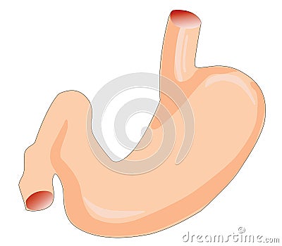 stomach Vector Illustration