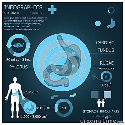 Stomach Infographic Infocharts Vector Illustration