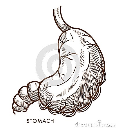 Stomach internal organ isolated sketch vector illustration Vector Illustration