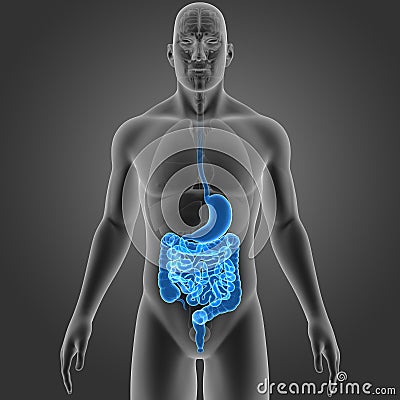 Stomach and Intestine with Organs Anterior view Stock Photo