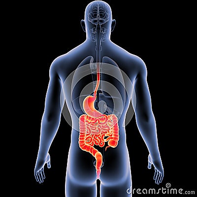 Stomach and Intestine with Organs Posterior view Stock Photo