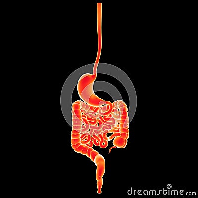 Stomach and intestine posterior view Stock Photo