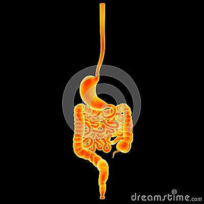 Stomach and intestine posterior view Stock Photo